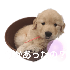 mokamaru_20190705202014