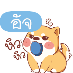 AJ Shiba naughty dog