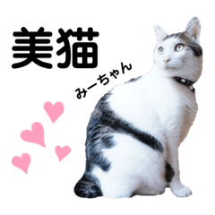 Japanese cat Mi-chan stickres
