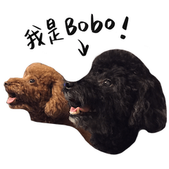 Bobo The Black Poodle