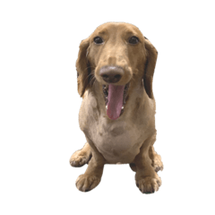 無字版┇好胖的臘腸