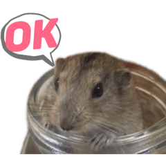 Steppe Lemming Goma