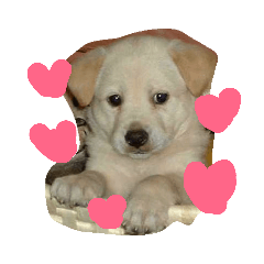 Shelly_20190706084218