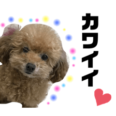 Toy poodle stamp ... sticker