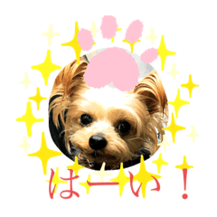 CoCoa_20190705154518