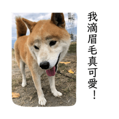 可愛慵懶柴柴貼圖