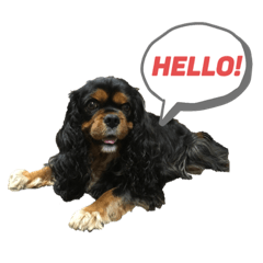 Black tan cavalier Tabi chan