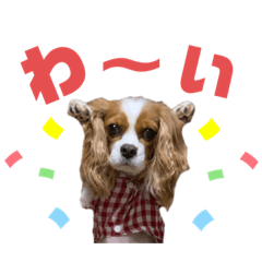 Cavalier no rovinkun