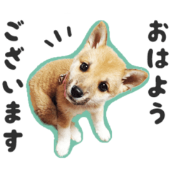 japanese dog shibaken  picture