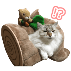 ikecat