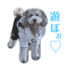 toy poodle Claire.2019