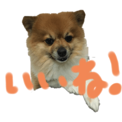 pon_20190706215030