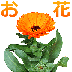 毎日 お花スタンプ 使える Line スタンプ Line Store