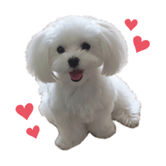 cherry_20190707000657