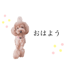 The stamps of my toy poodle Lee