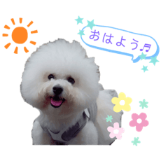 Bichon Frize .Lea No.1