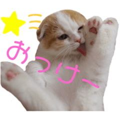 Komomo Baby