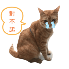 Lucky的橘貓日常