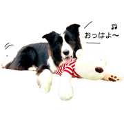 Border collie Miku&Fuku 2