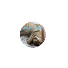 一般販売していません