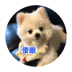 狗狗與主人