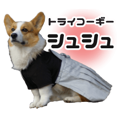 Welsh Corgi chouchou