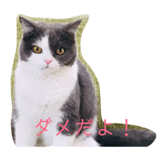 MARINA_20190113123930