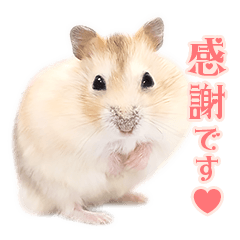 You can use every day! Cute Hamster
