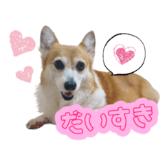 Corgi NOA CHAN