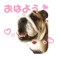 Vino the Bulldog 2