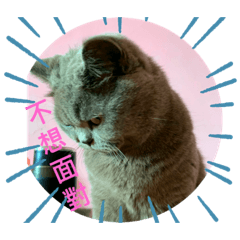 任性毛孩的生活