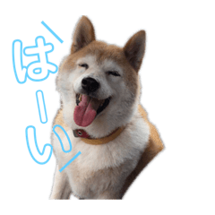 Shiba Dog Cookie Special !!