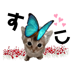 kitten stickers slang 2