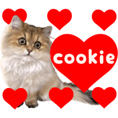 ペルシャのクッキーの子猫写真スタンプ