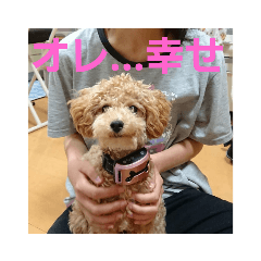 inu_20190708193521