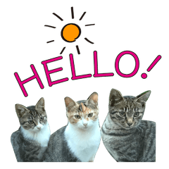 Funny Cats Daily Stickers