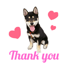 小柴犬choco的實用貼圖