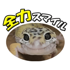 Mii's leopard gecko