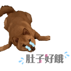 我們這一家puppy’s