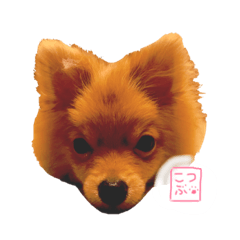 my name is kotsubu !!