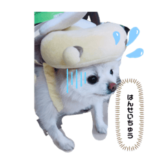 Pon_20190709110632