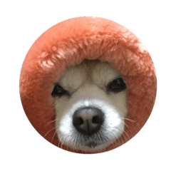Chihuahua's Maika