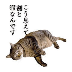 動く キジトラ猫のニケスタンプ Line スタンプ Line Store