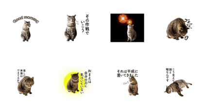 Line クリエイターズスタンプ 動く キジトラ猫のニケスタンプ Example With Gif Animation