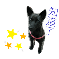 憨吉的生活日常