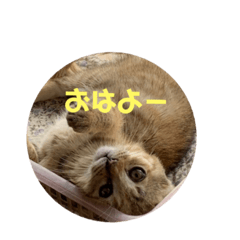 mie_201907091828582727