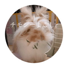 c_20190709235258