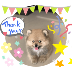 BuddythedogV.1