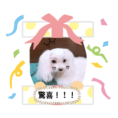 白白和熊熊