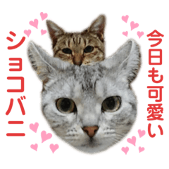 choco & vanilla stamp